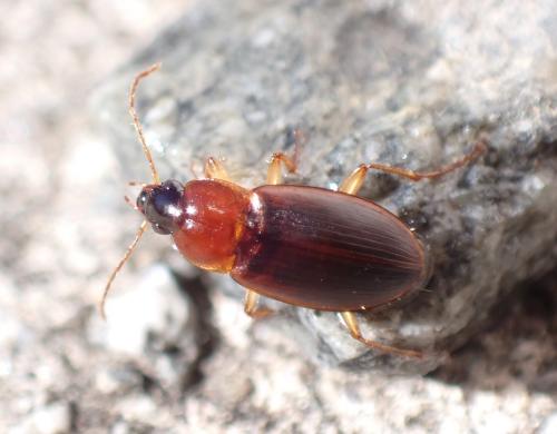 Réf. 335 471 : Calathus cinctus